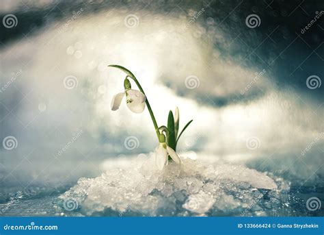 De Eerste Witte Sneeuwklokjes Van De Bloemenlente In De Gevallen Sneeuw