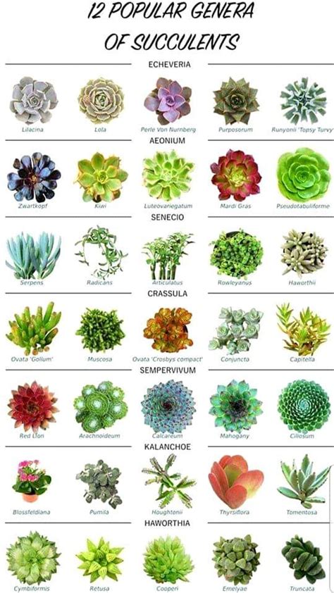 Types Of Succulents Plants Propagating Succulents Growing Succulents