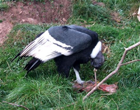 Andean Condor: The Animal Files