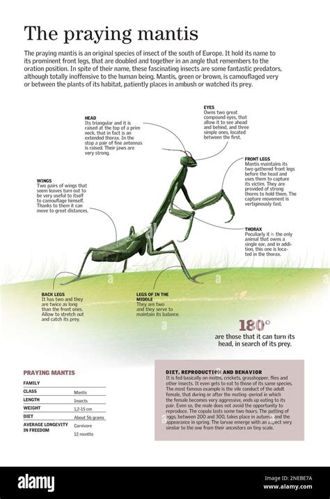 Morphology Infographic