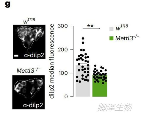 Nat Struct Mol Biol 能量稳态的m6a表观遗传调控中polysome Profiling的技术应用公司新闻丁香通