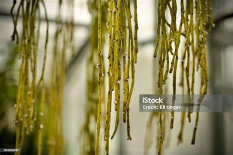 long stringy plant stock photo  image  allan gardens
