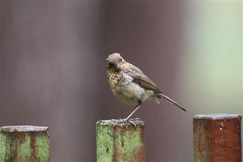 spotted in Sherwood Forest, Nottingham UK : r/whatsthisbird