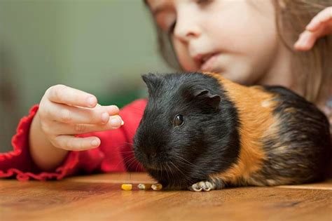 Caring For Your Guinea Pig Petbarn Articles