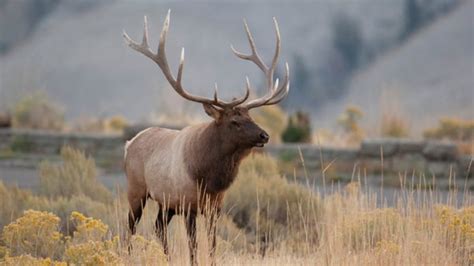 Elk management in Wyoming - Wyo4News