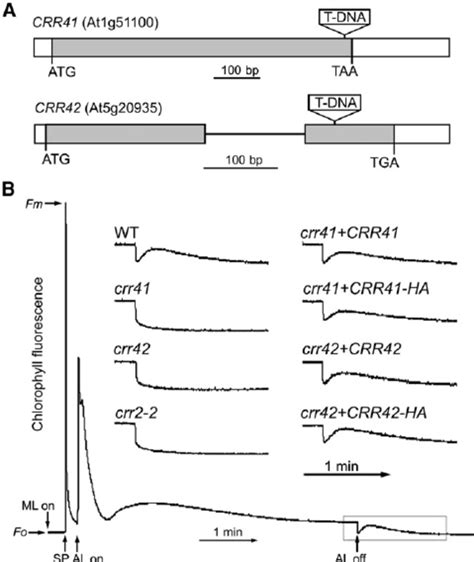 Characterization of crr41 and crr42 Mutants. | Download Scientific Diagram