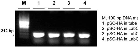 Figure 1 From Polymeric LabChip Real Time PCR As A Point Of Care