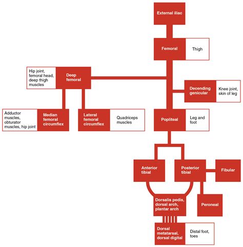 Circulatory Pathways · Anatomy And Physiology