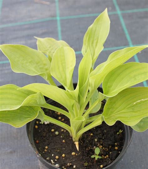 Хоста Девон Голд купить с доставкой, 8.00руб.