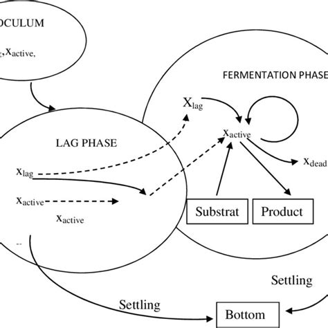 The Model Diagram for the Fermentation Process | Download Scientific Diagram