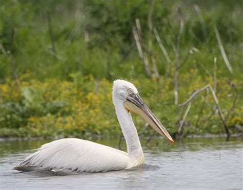 Dalmatian Pelican - New Horizons Online