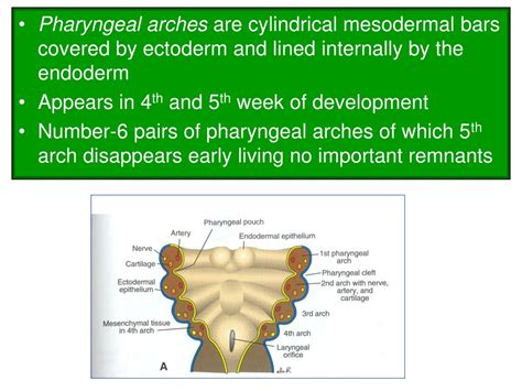 Branchial Apparatus