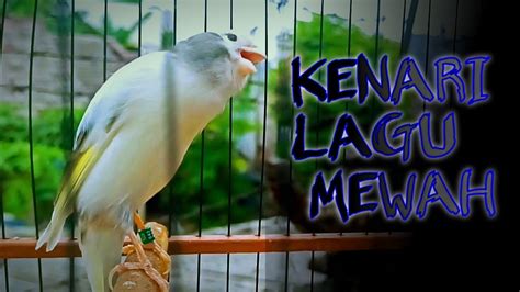 Masteran Suara Burung Kenari Mewah Lagu Indah Burung Kenari Gacor