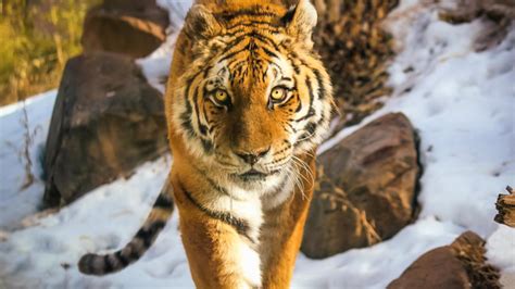 5 Fakta Harimau Siberia, Salah Satu Hewan Terlangka di Dunia