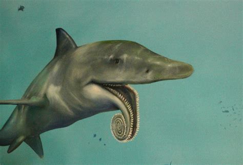 Shark Fact Friday #4: Fossil Friday Edition | Oceana USA