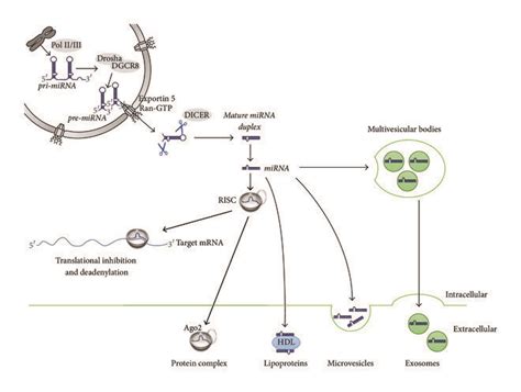 Biogenesis And Release Of Mirnas Pri Mirnas Are Transcribed In The