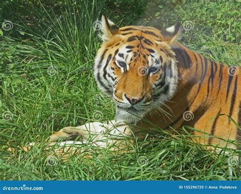 Tiger Lying Down for a Rest in the Grass. Stock Image - Image of ...