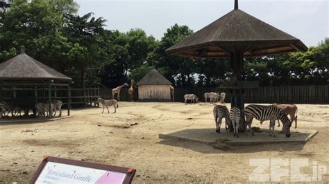 グラントシマウマとエランド 東武動物公園 2017年6月11日 Zfcjp