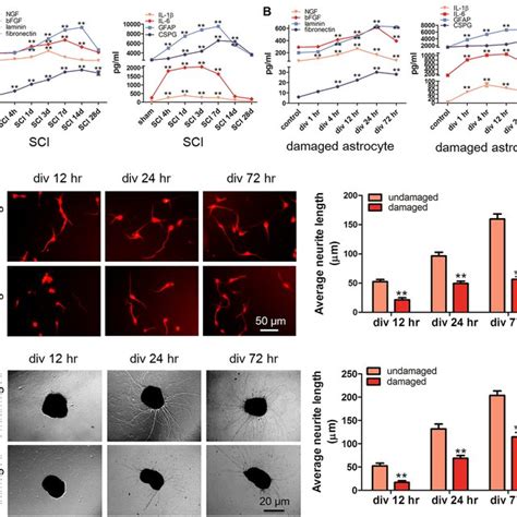 Pdf Epha Obstructs Spinal Cord Neuron Regeneration By Promoting