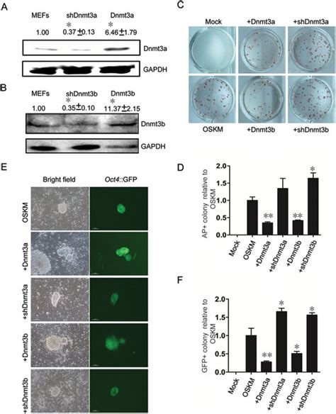 Dnmt3a And Dnmt3b Inhibit IPSC Generation A B Transduced MEFs Were