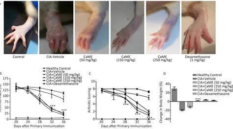 Figure From Attenuation Of Collagen Induced Arthritis By Centella