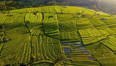 8 STUNNING Rice Terraces in Bali to Add to Your Itinerary