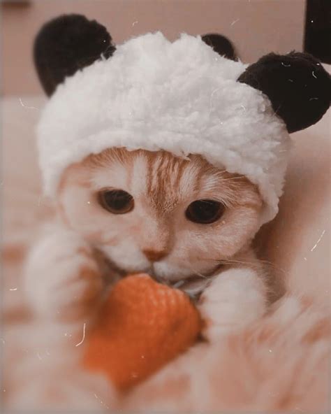 Cute Cat Aesthetic Cat Pfp HD Phone Wallpaper Pxfuel