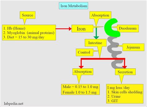 Total Iron Binding Capacity Tibc Transferrin And Transferrin