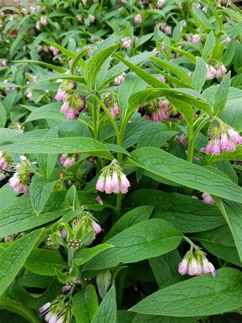 Bocking 14 Comfrey Root Cuttings - Etsy