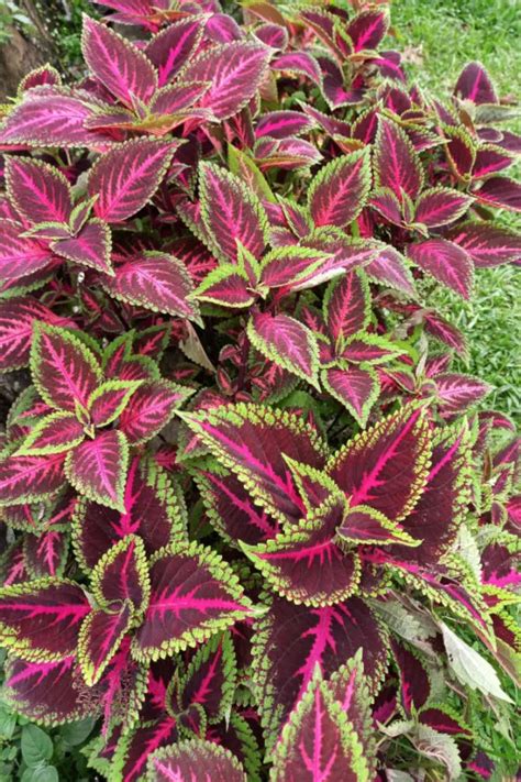 How To Grow Coleus As A Houseplant Keep Coleus Plants Alive