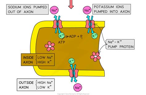 Aqa A Level Biology Resting Potentials