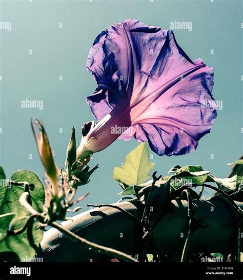 Purple Morning Glory Hi Res Stock Photography And Images Alamy