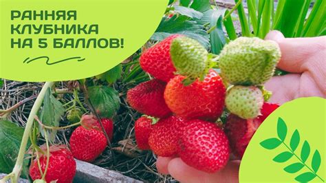 Раннеспелая ремонтантная клубника Вима Рина - YouTube