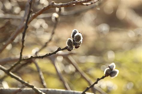 100 000 Free GirlS Pussy Nature Images Pixabay