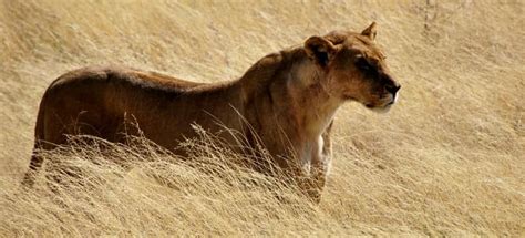 African lions, lion habitat, lion cubs