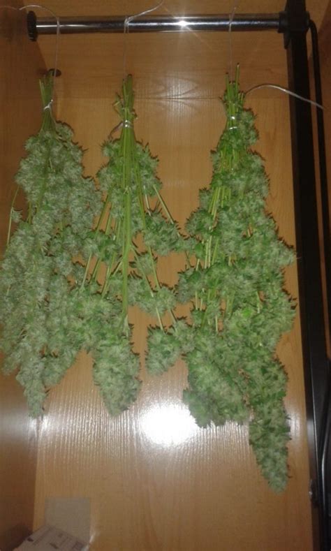 how do i know when weed is ready to harvest