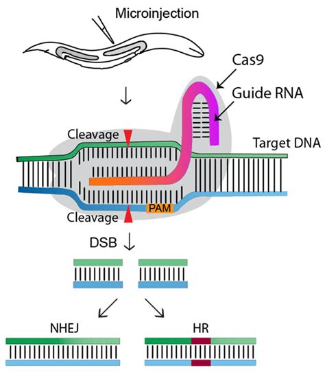 CRISPR Cas Genome Editing Components In C Elegans Encyclopedia MDPI