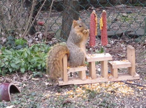 Squirrel Feeder Diy Plans - Diy Projects