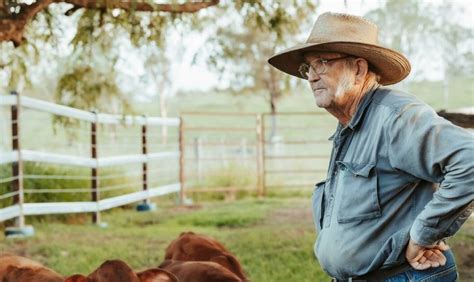 The highs and lows of cattle: 81yo farmer reveals reality of grazing ...