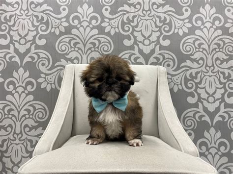 Shih Tzu-DOG-Male-Brown-3426260-Furry Babies