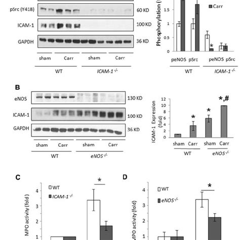 ICAM 1 Expression Neutrophil PMN Infiltration Into The Lung And