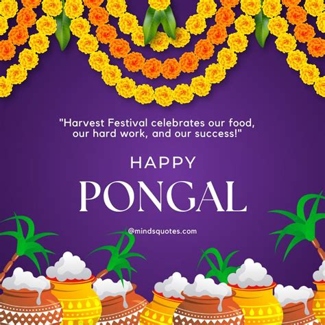 50 Happy Pongal Festival Quotes, Wishes, Messages, Greetings