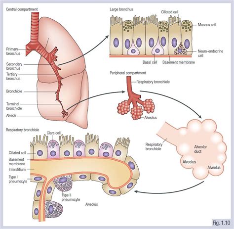 Pathophysiology Of Lung Cancer Diagram Sexiz Pix