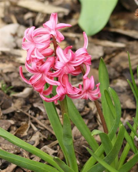 Gartenhyazinthe Hyazinthe Hyacinthus Orientalis C Helm Flickr