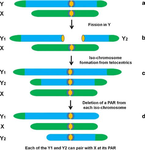 A Possible Scheme For The Emergence Of Xy1y2 Sex Chromosome System From Download Scientific