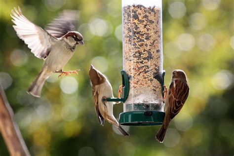 How To Attract Wild Birds Into Your Garden Fasci Garden