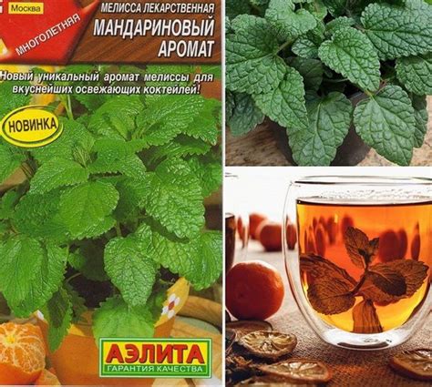 Мелисса Агрофирма Аэлита пряно-ароматическое__Мелисса Мандариновый ...