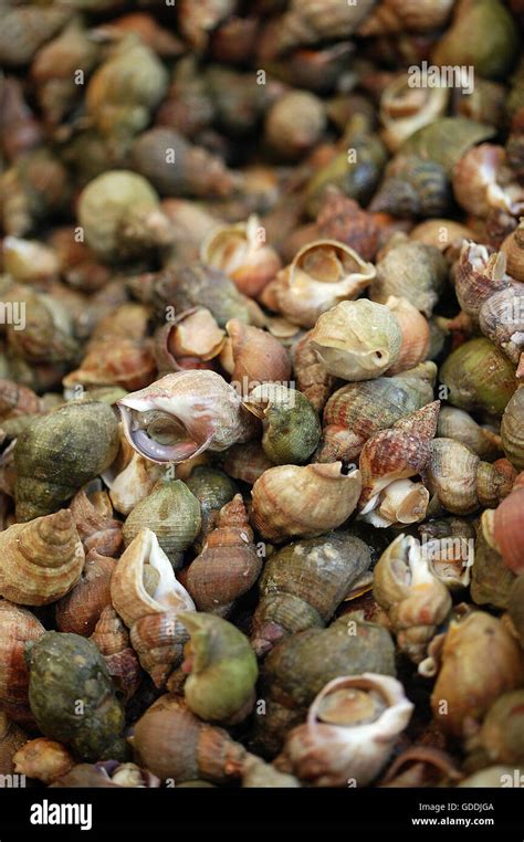 Common Whelks Hi Res Stock Photography And Images Alamy