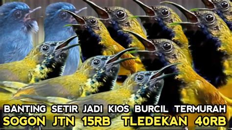 Aksi Nekad Banting Setir Jadi Kios Burung Kecil Termurah Di Pasar