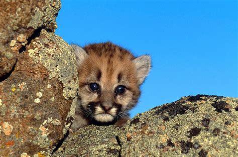 Cougar Cub Felis Concolor Photograph by Jeffrey Lepore